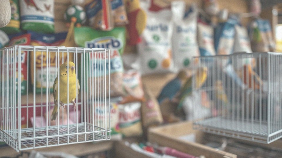 Jakie są najniższe i najwyższe ceny papugi falistej?