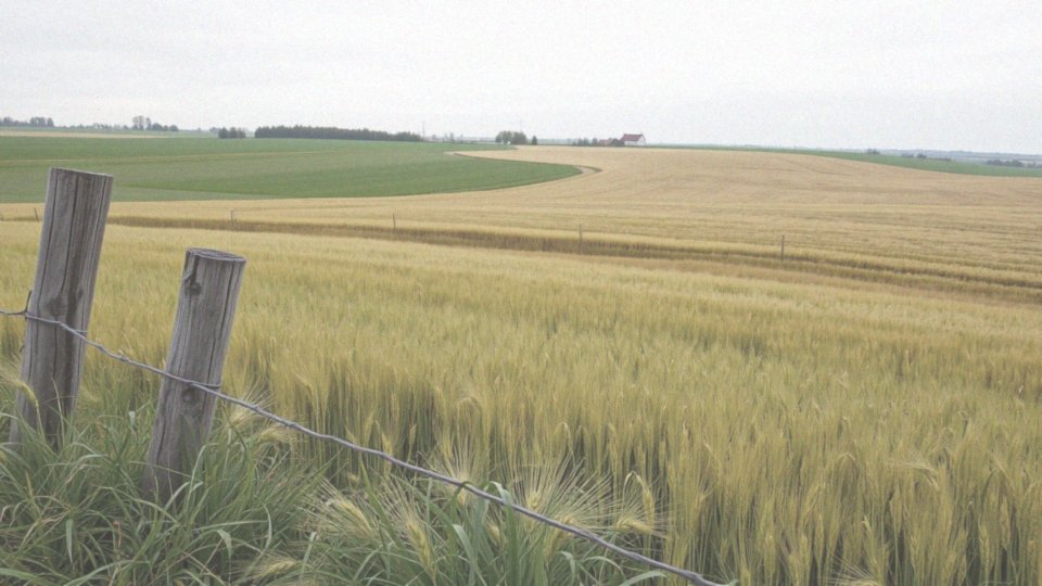 Czy każdą działkę rolna można odrolnić?