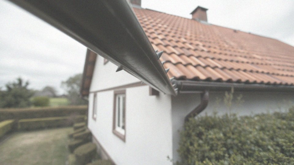 Co można zrobić, aby zapobiec obecności kun w domu?